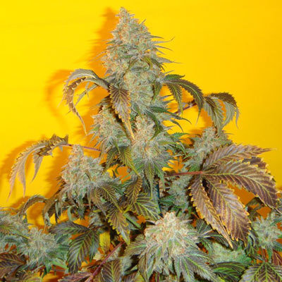 Mosca Seeds - Old Time Indiana Bubblegum (reg.) 06056