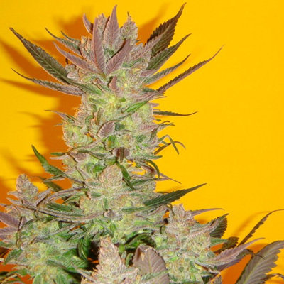 Mosca Seeds - Old Time Moonshine (reg.) 06057
