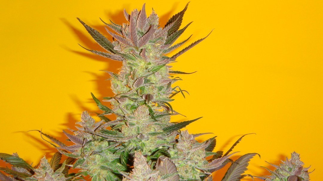 Mosca Seeds - Old Time Moonshine (reg.)