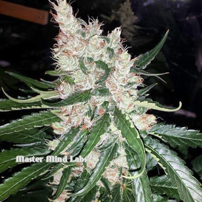Mosca Seeds - Pink Bubblegum (reg.) 06058