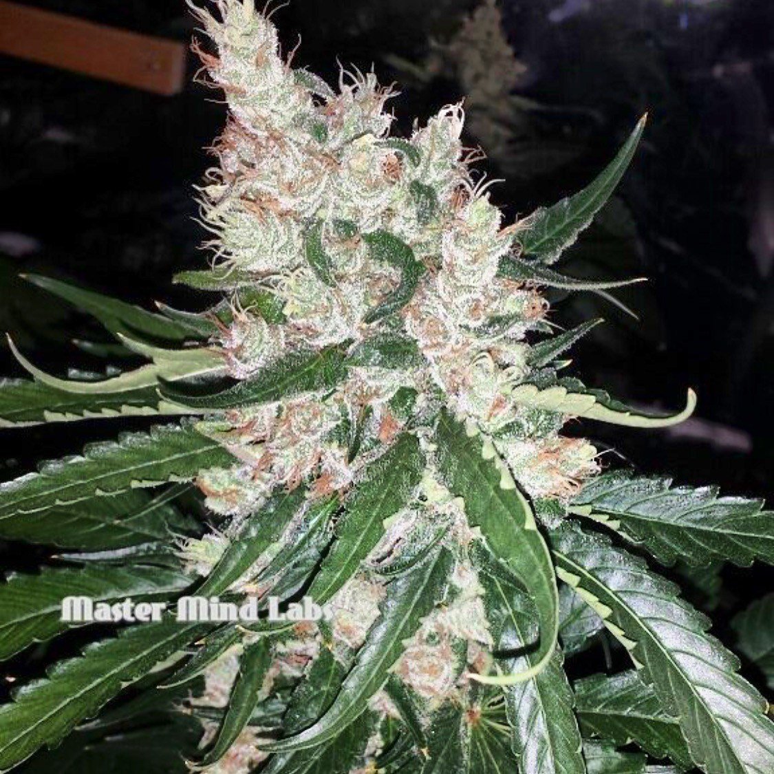 Mosca Seeds - Pink Bubblegum (reg.)