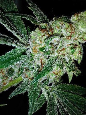 Mosca Seeds - Pink Gorilla (reg.) 06059