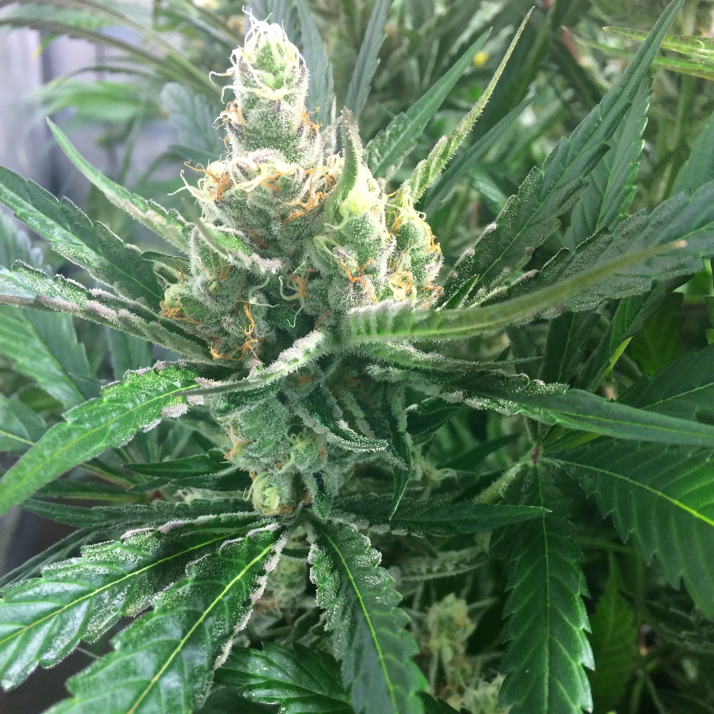 Mosca Seeds - Pink Lemon-Aid (reg.)