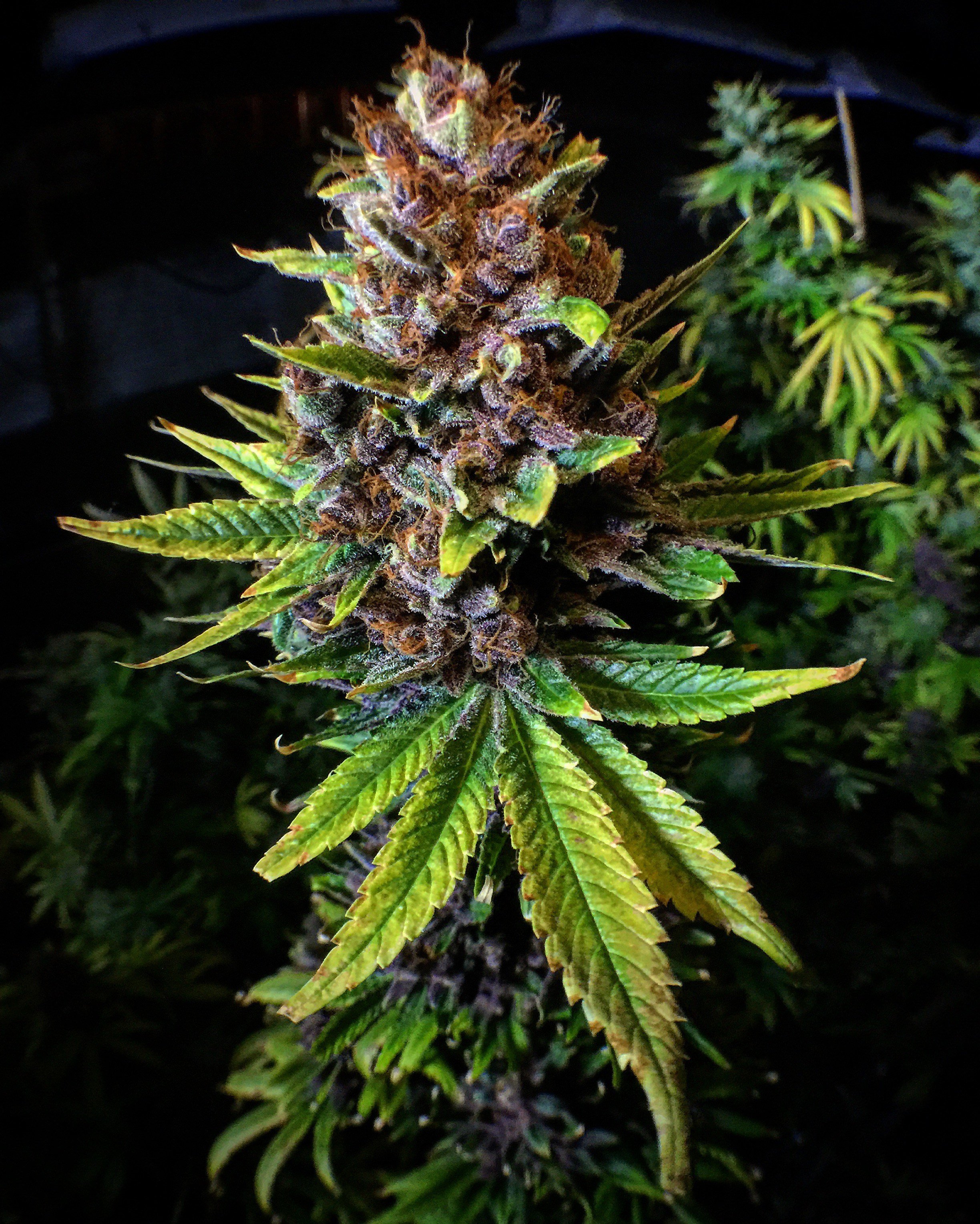 Mosca Seeds - Raspberry Boogie (reg.)