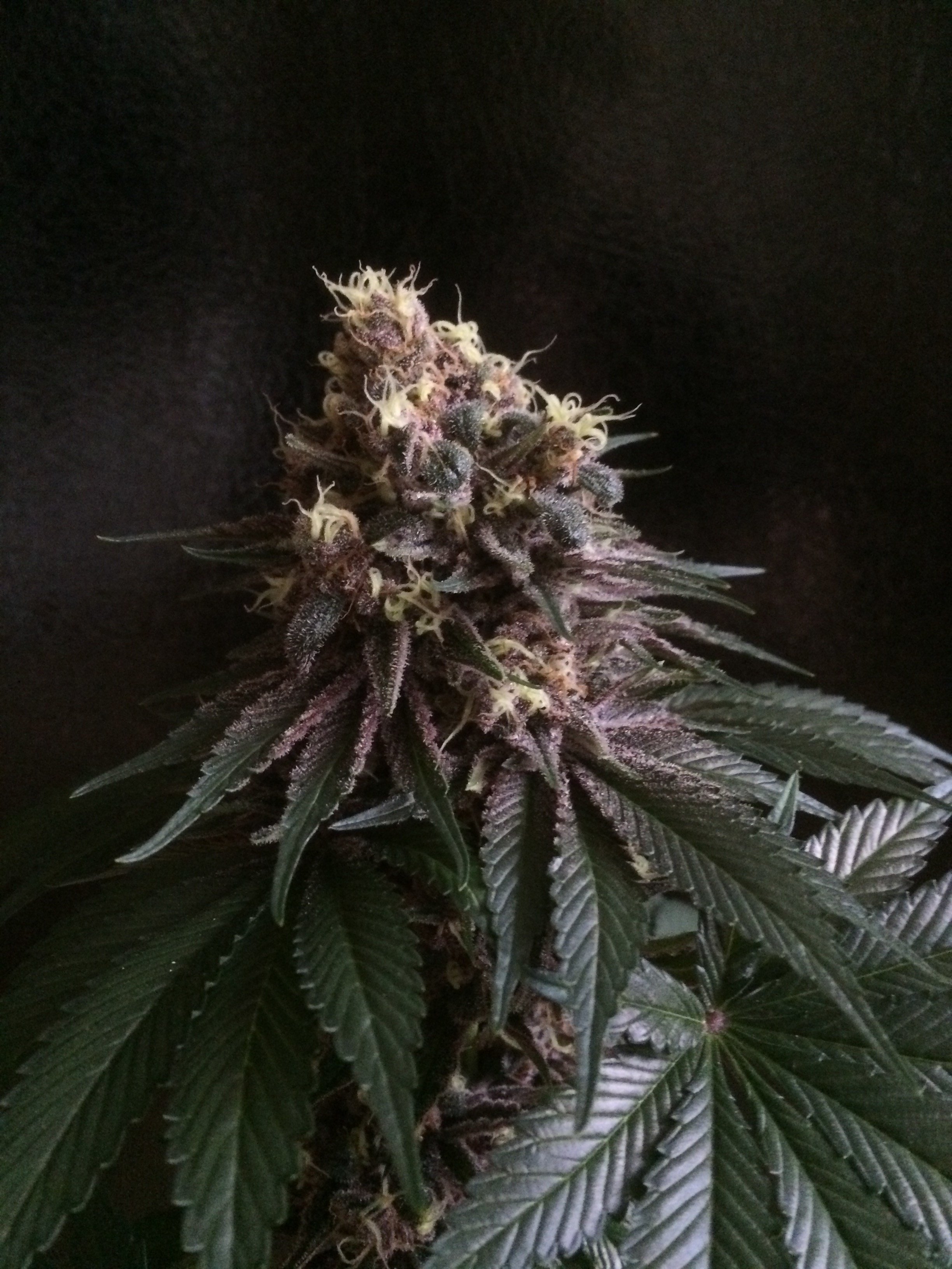 Mosca Seeds - Raspberry Boogie (reg.)