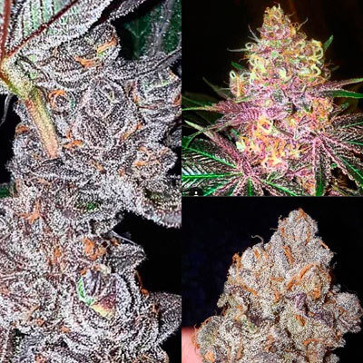 Mosca Seeds - Raspberry Moonshine (reg.) 06062