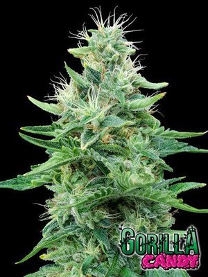 Eva Seeds - Gorilla Candy (fem.) 06063