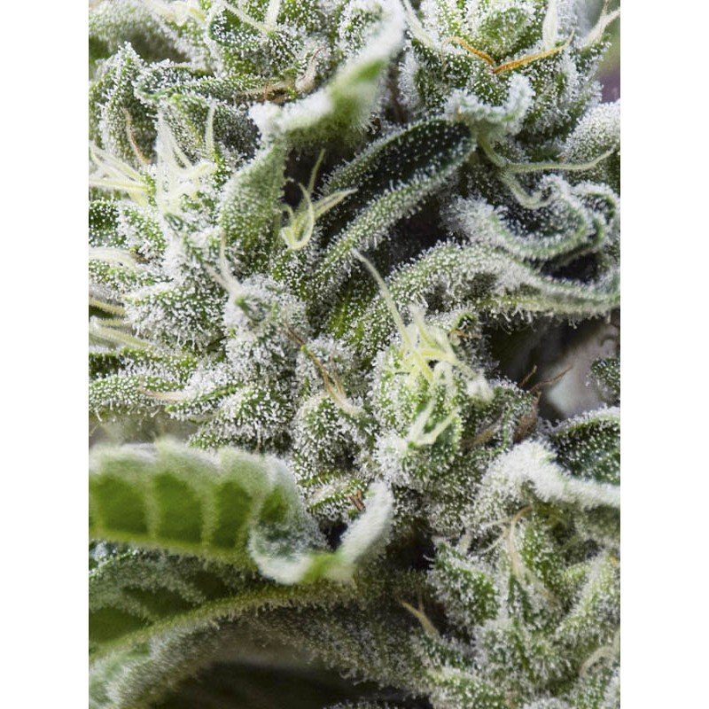 Eva Seeds - Gorilla Candy (fem.) Eva Seeds - Gorilla Candy (fem.)