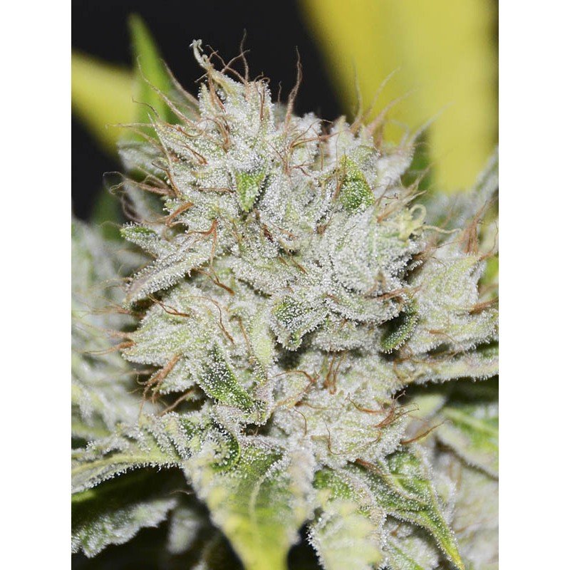 Eva Seeds - Gorilla Candy (fem.) Eva Seeds - Gorilla Candy (fem.)
