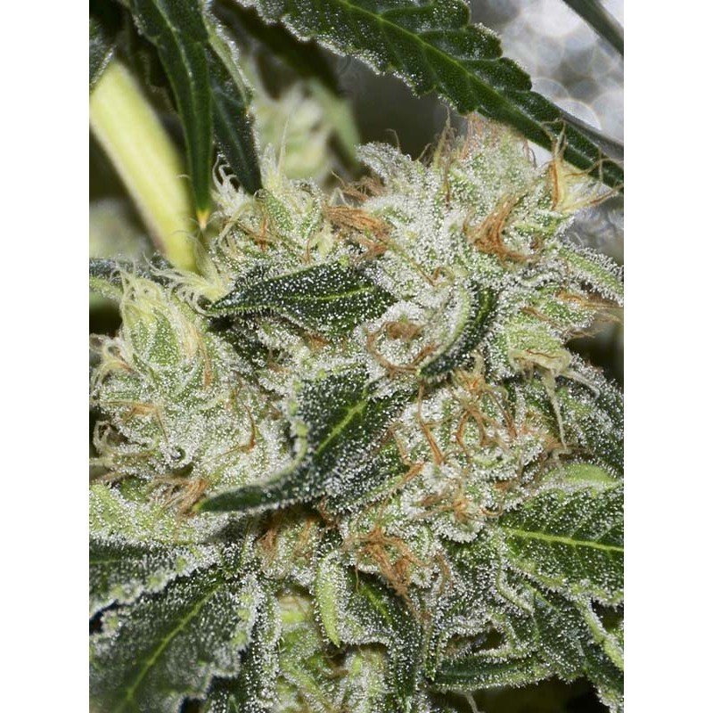 Eva Seeds - Gorilla Candy (fem.) Eva Seeds - Gorilla Candy (fem.)