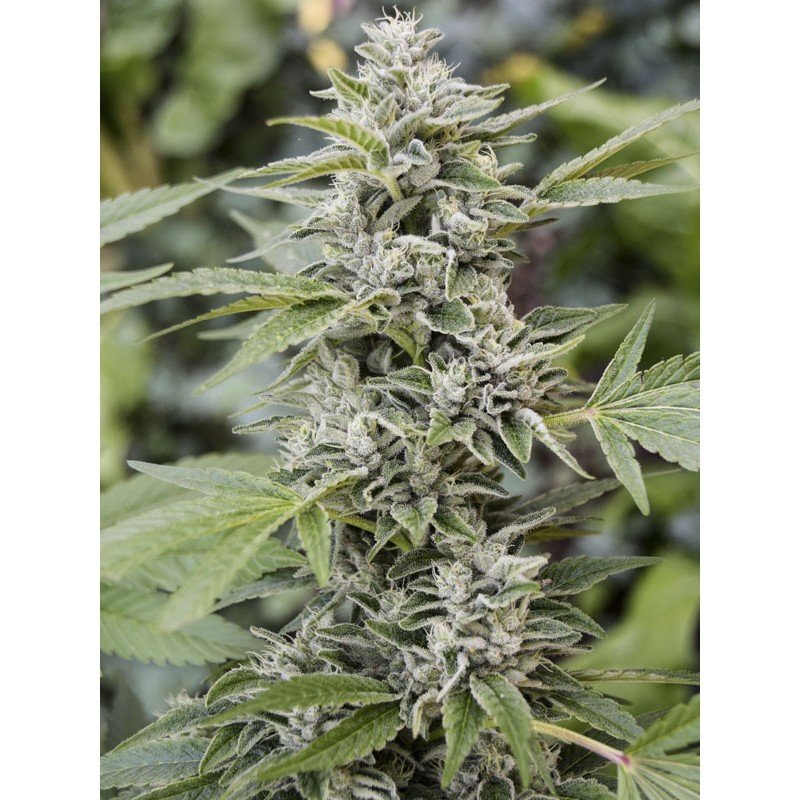 Eva Seeds - Gorilla Candy (fem.) Eva Seeds - Gorilla Candy (fem.)
