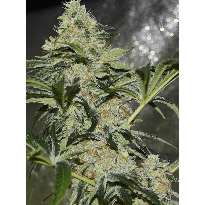 Eva Seeds - Gorilla Candy (fem.) Eva Seeds - Gorilla Candy (fem.)
