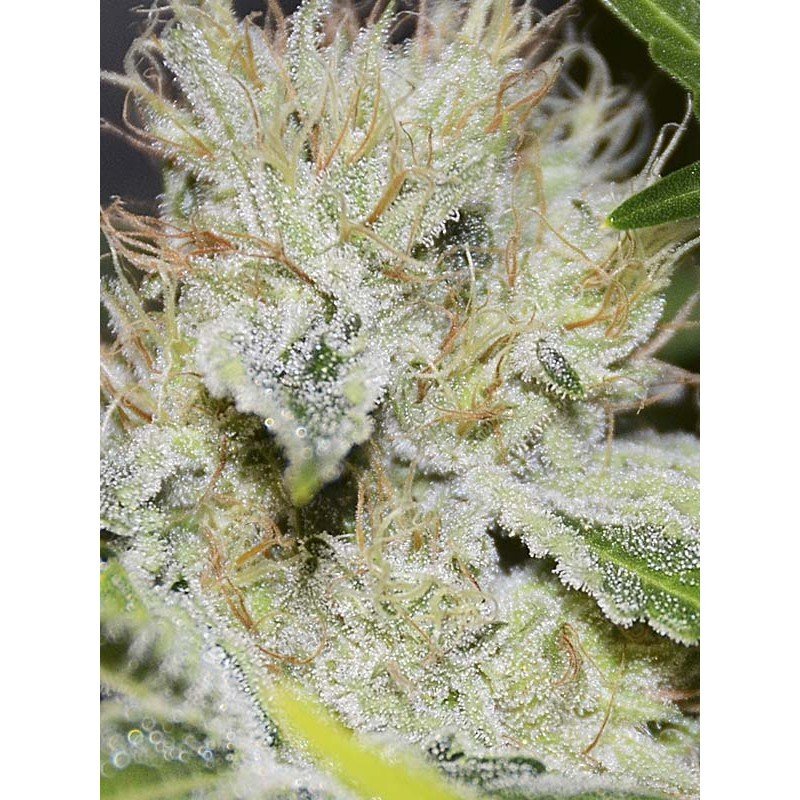 Eva Seeds - Gorilla Candy (fem.) Eva Seeds - Gorilla Candy (fem.)