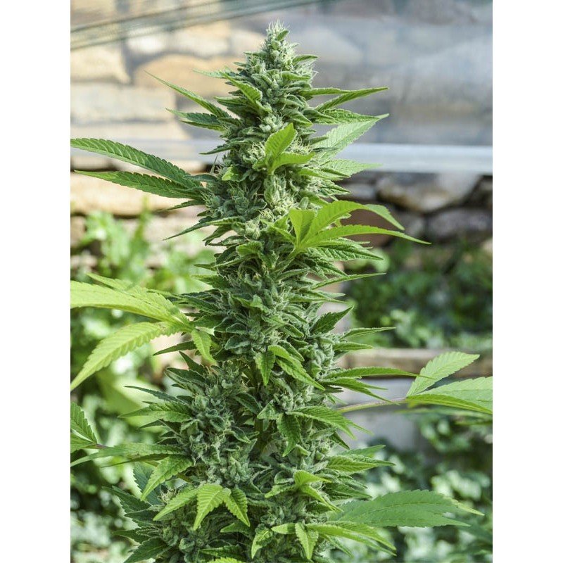 Eva Seeds - Gorilla Candy (fem.) Eva Seeds - Gorilla Candy (fem.)