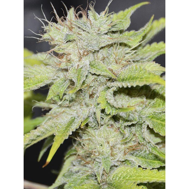 Eva Seeds - Gorilla Candy (fem.) Eva Seeds - Gorilla Candy (fem.)