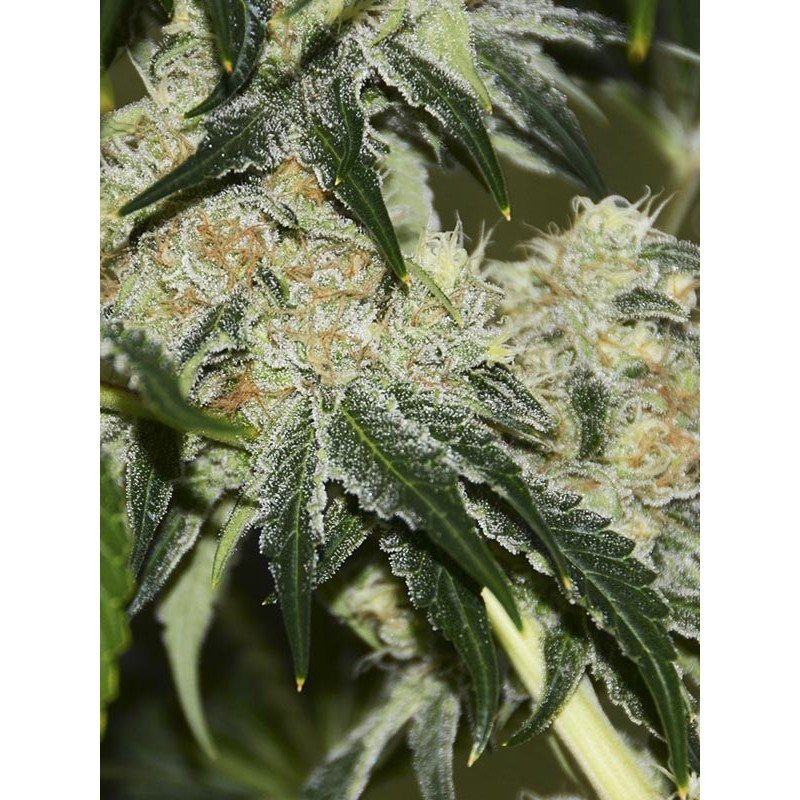 Eva Seeds - Gorilla Candy (fem.) Eva Seeds - Gorilla Candy (fem.)