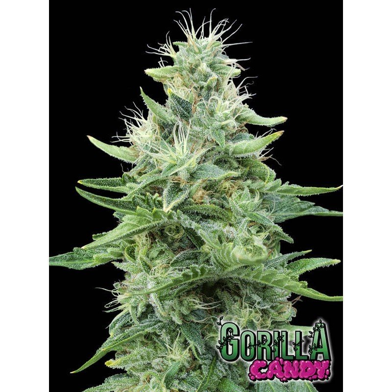 Eva Seeds - Gorilla Candy (fem.) Eva Seeds - Gorilla Candy (fem.)