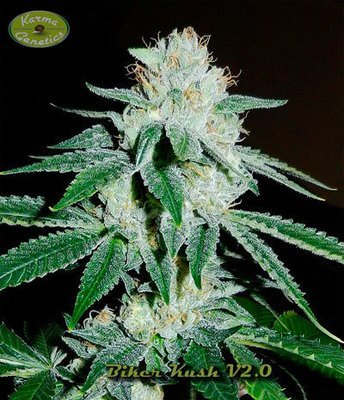 Karma Genetics - Biker Kush (reg.) 06064