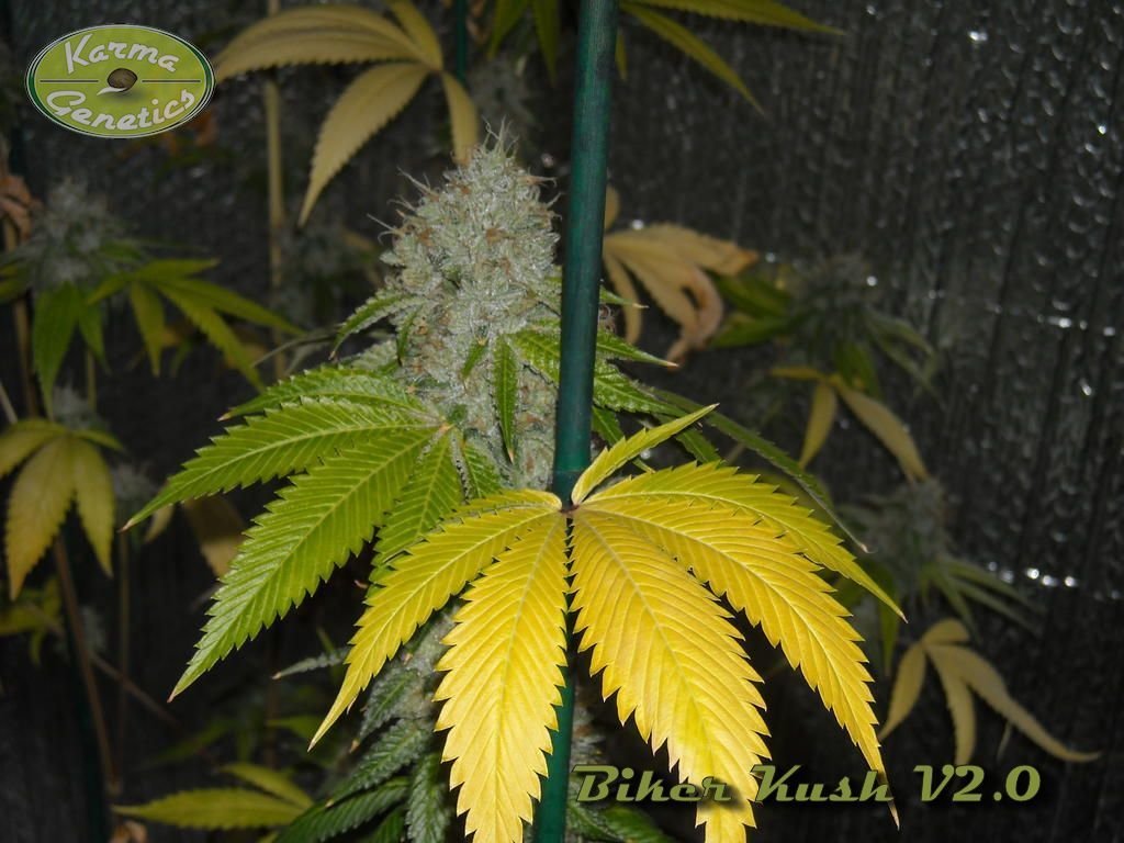 Karma Genetics - Biker Kush (reg.)