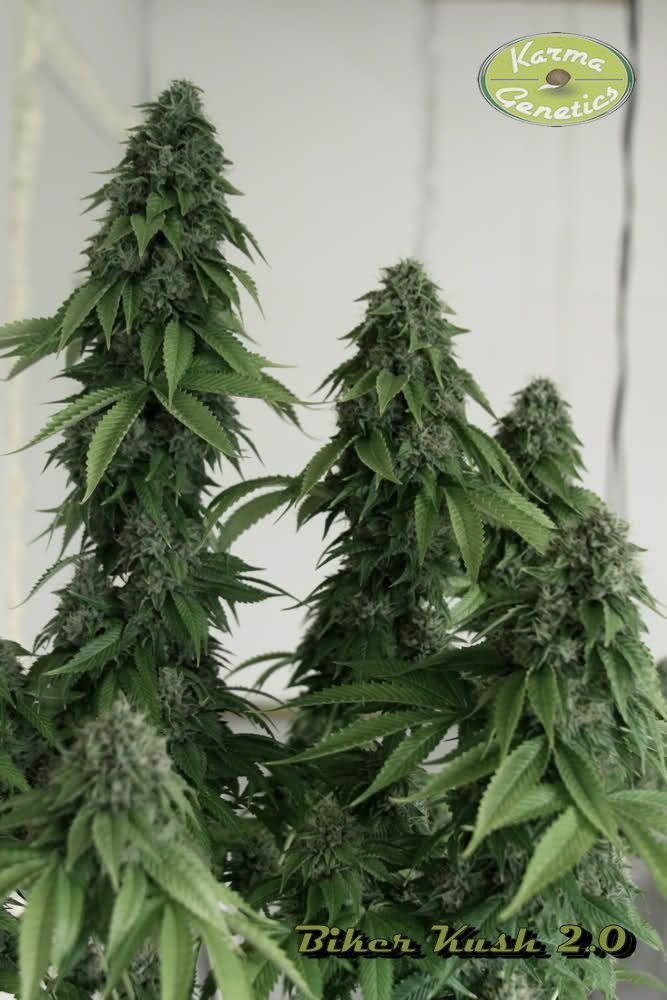 Karma Genetics - Biker Kush (reg.)