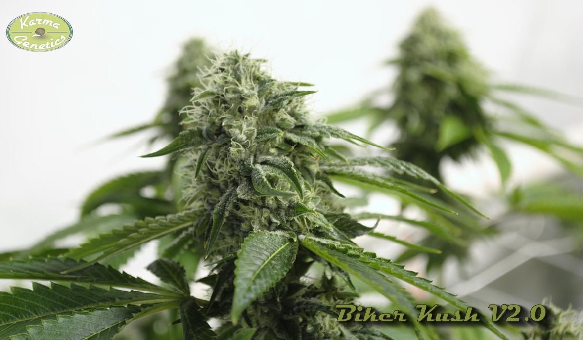 Karma Genetics - Biker Kush (reg.)