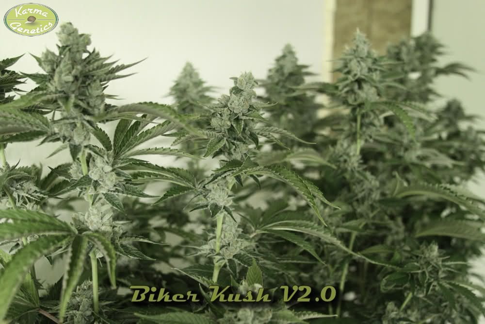 Karma Genetics - Biker Kush (reg.)