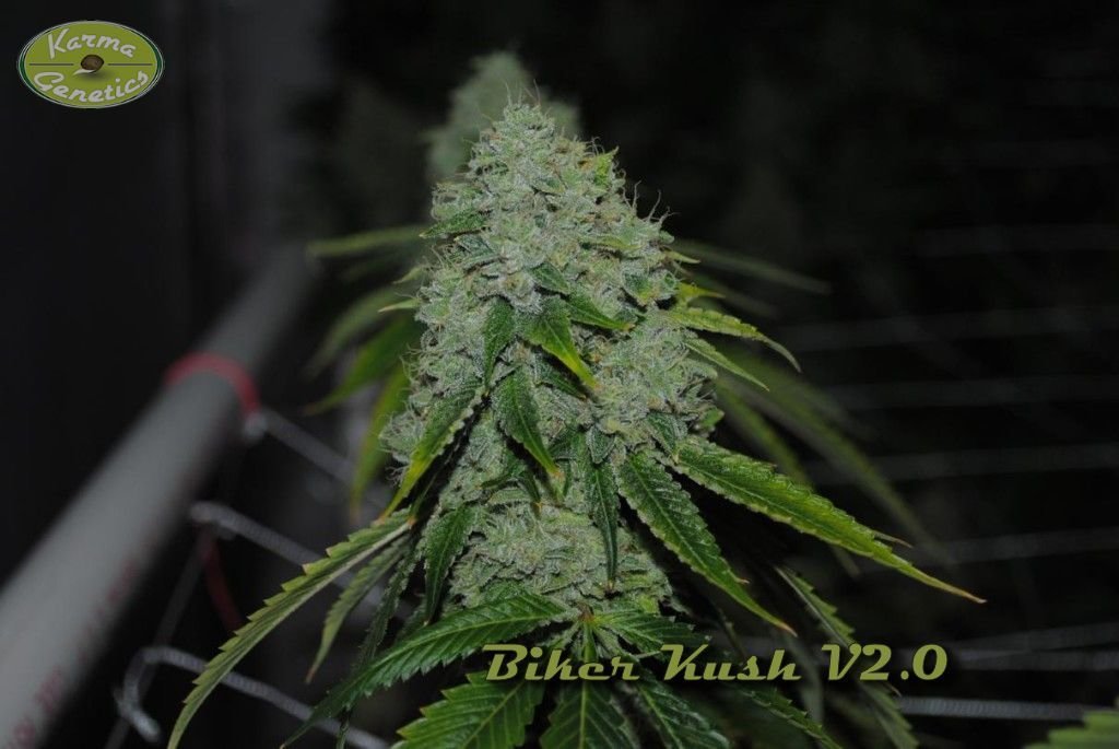 Karma Genetics - Biker Kush (reg.)