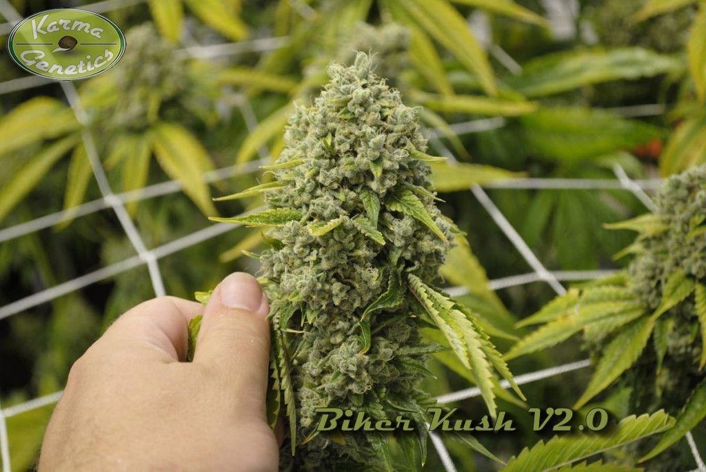 Karma Genetics - Biker Kush (reg.)