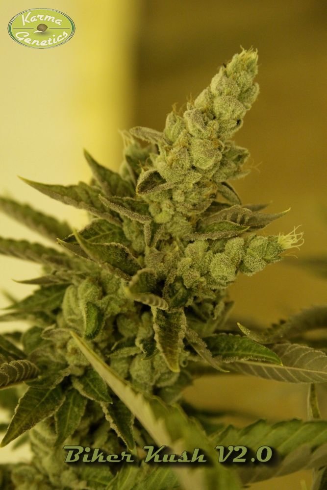 Karma Genetics - Biker Kush (reg.)