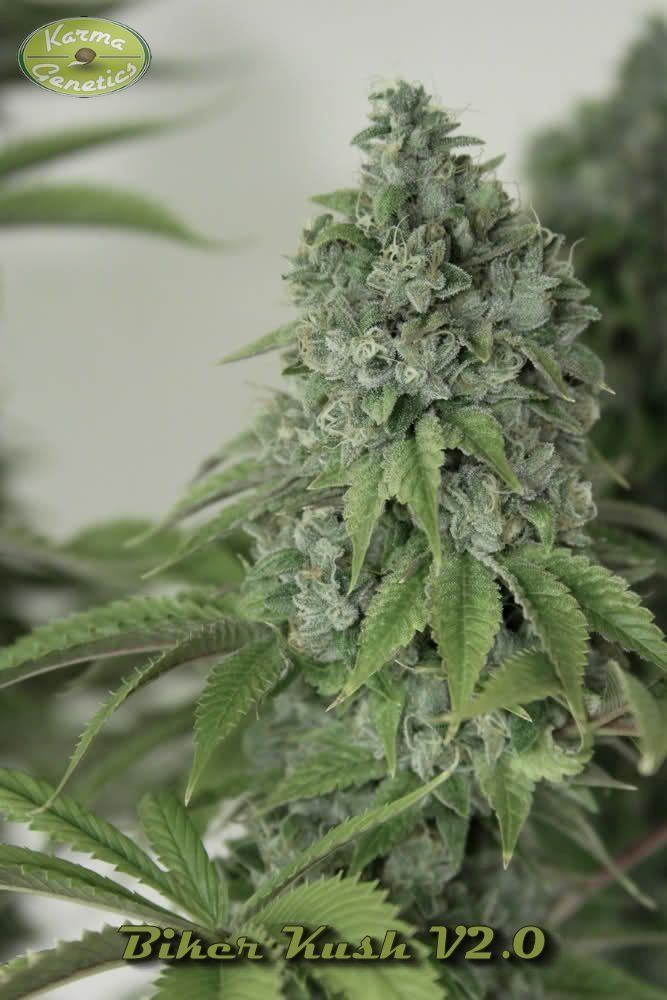 Karma Genetics - Biker Kush (reg.)