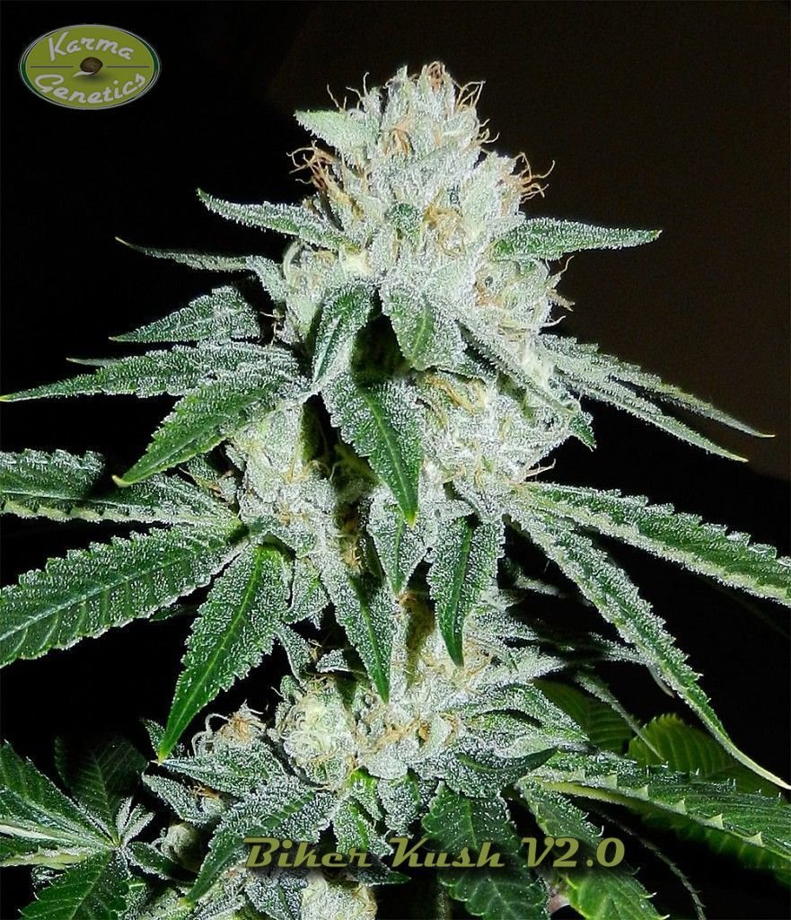 Karma Genetics - Biker Kush (reg.)