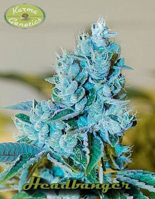 Karma Genetics - Headbanger (reg.) 06065