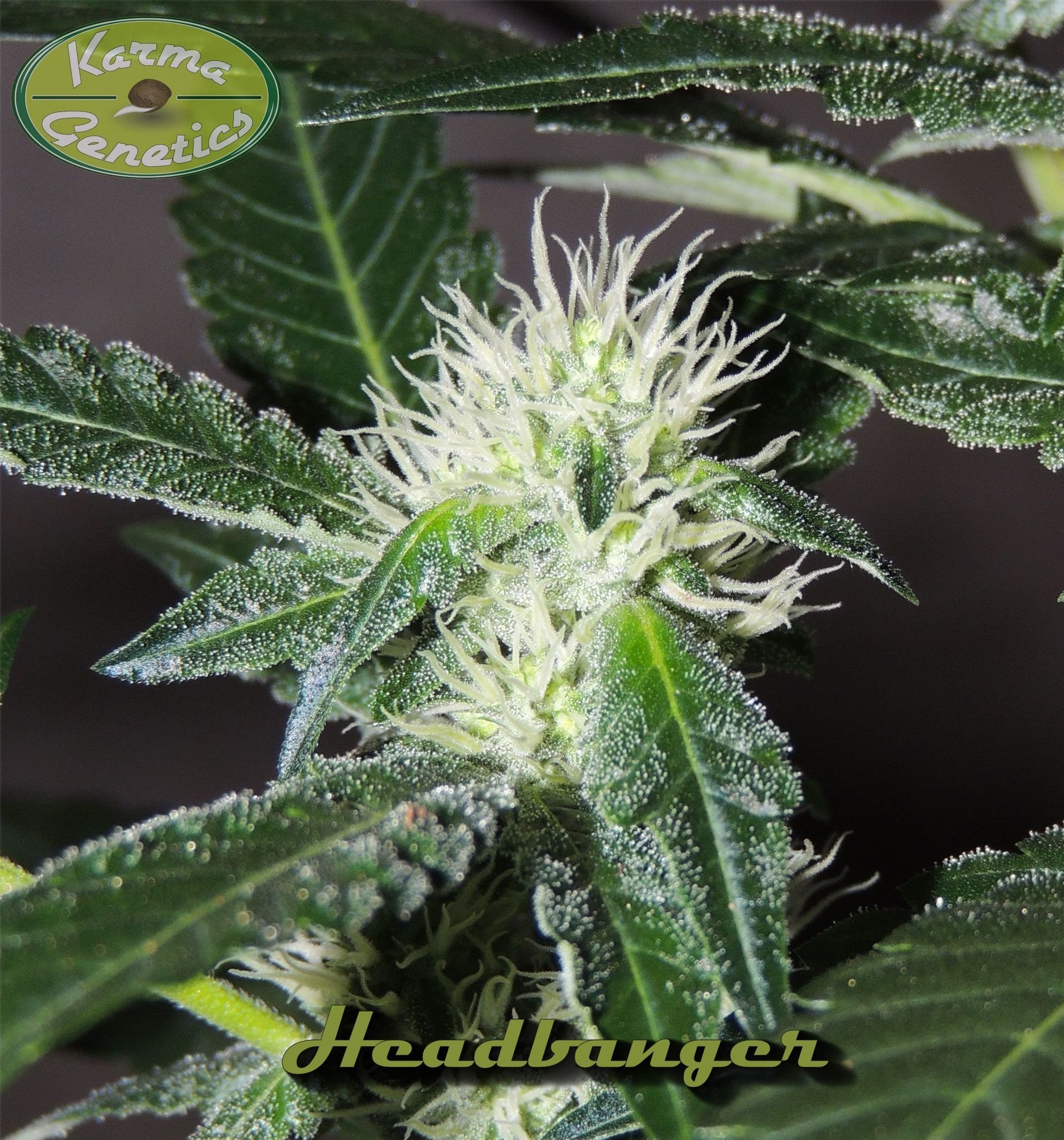 Karma Genetics - Headbanger (reg.)