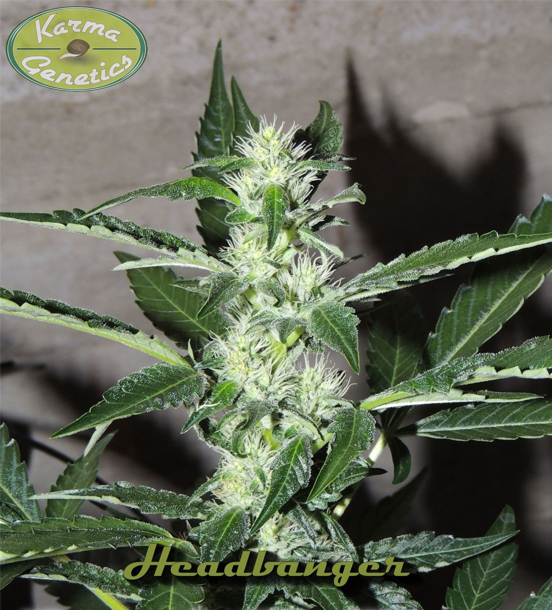 Karma Genetics - Headbanger (reg.)