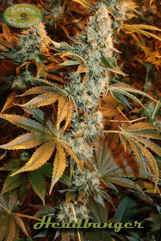 Karma Genetics - Headbanger (reg.)