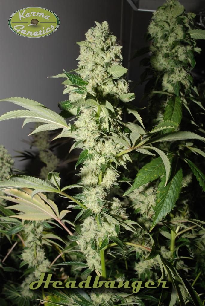 Karma Genetics - Headbanger (reg.)