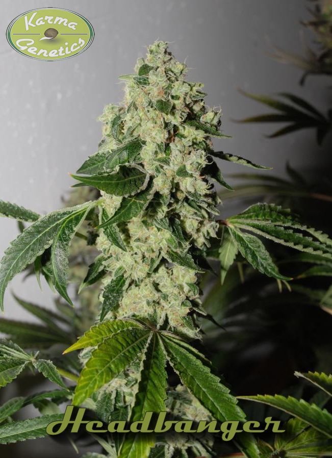 Karma Genetics - Headbanger (reg.)
