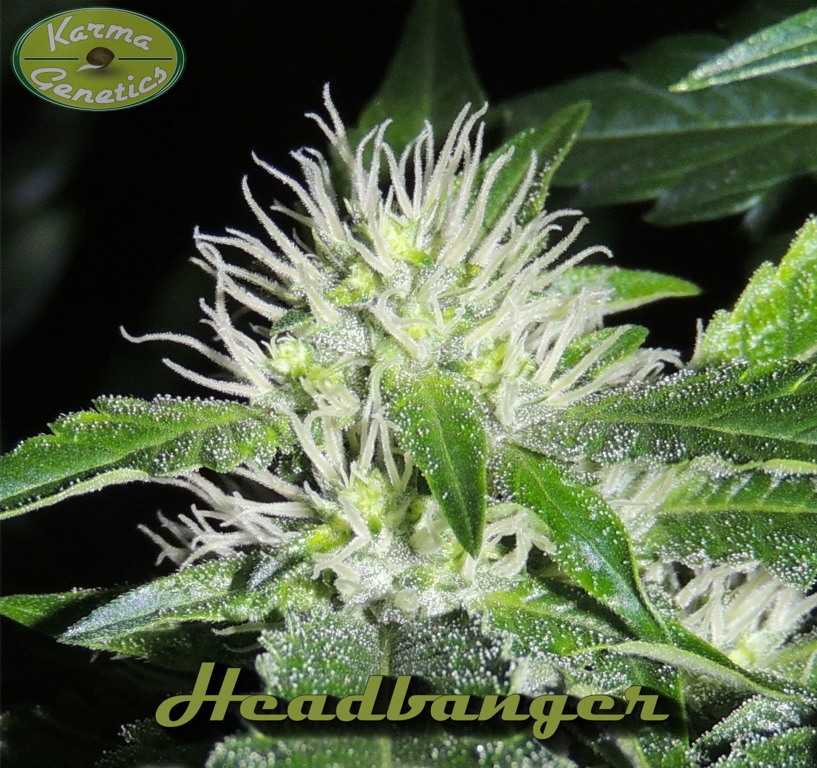 Karma Genetics - Headbanger (reg.)