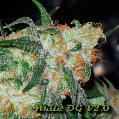 Karma Genetics - White OG (fem.) 06152