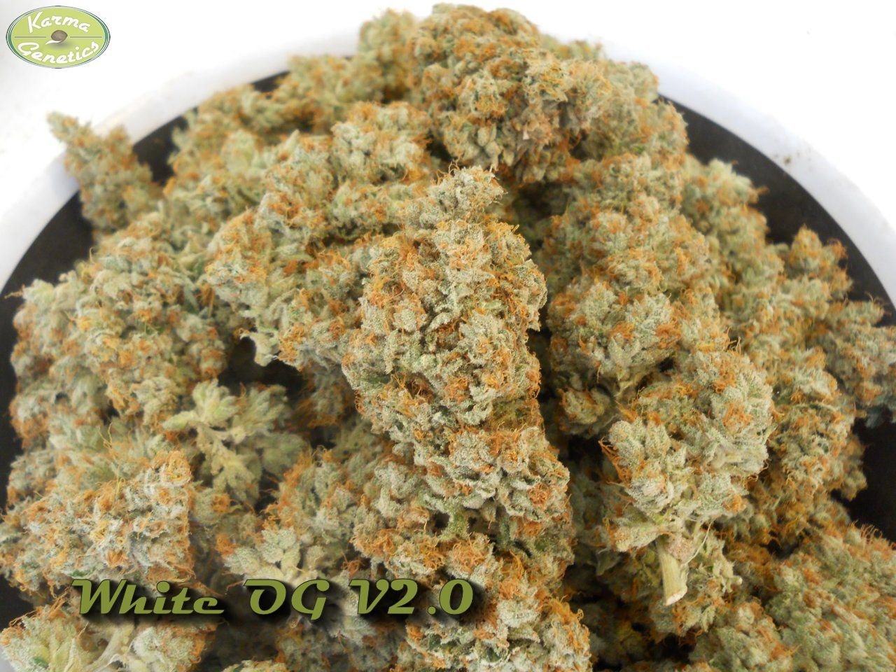 Karma Genetics - White OG (fem.)