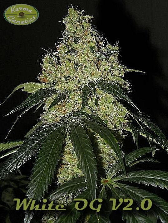 Karma Genetics - White OG (fem.)