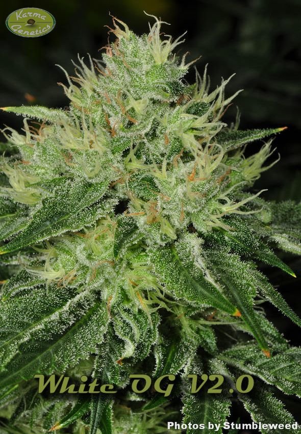 Karma Genetics - White OG (fem.)