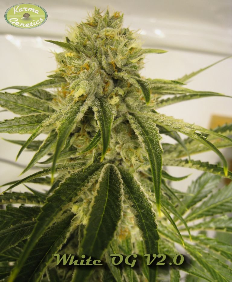 Karma Genetics - White OG (fem.)