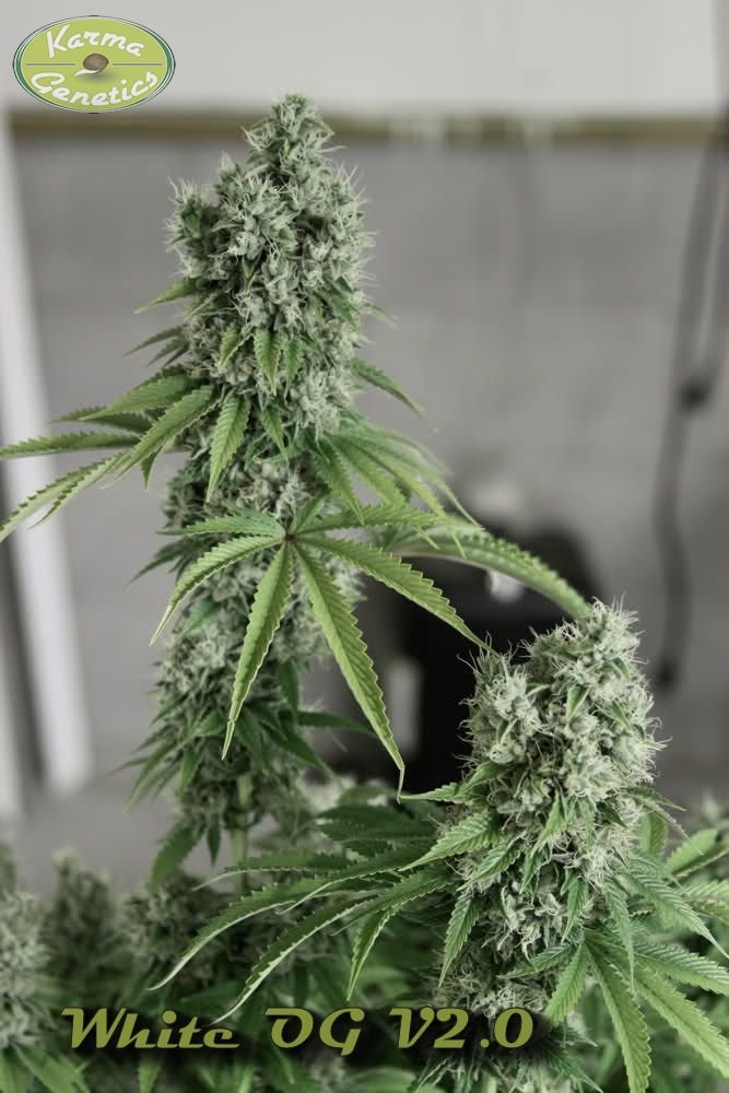 Karma Genetics - White OG (fem.)