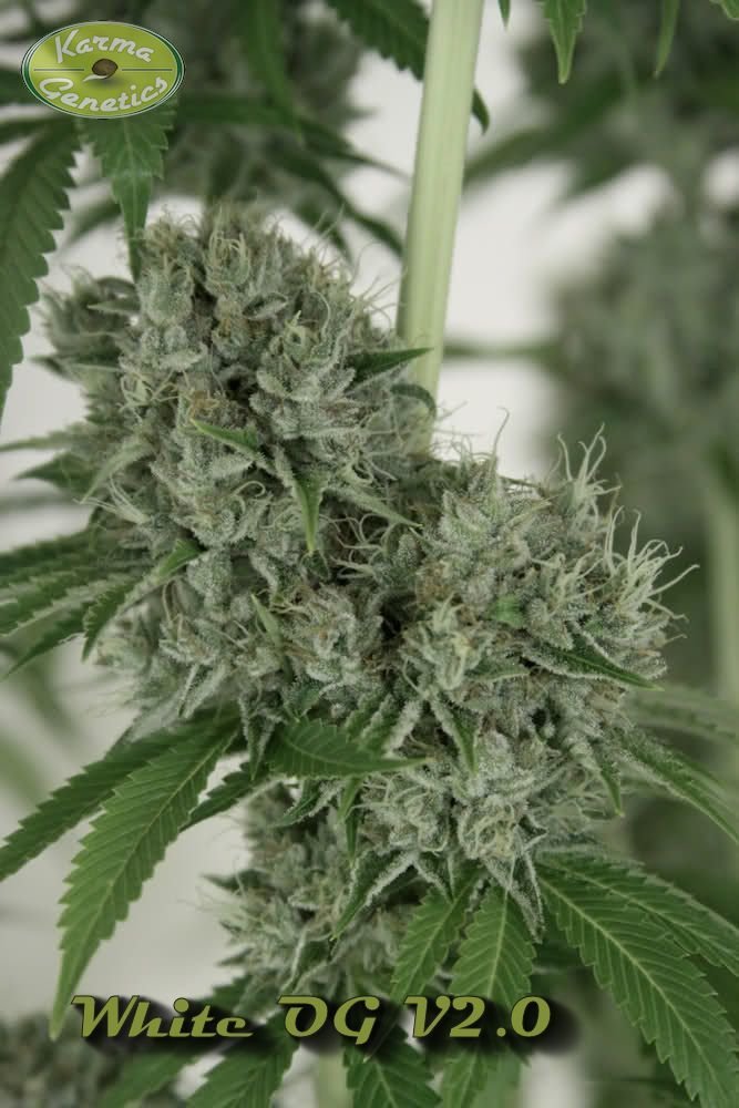 Karma Genetics - White OG (fem.)