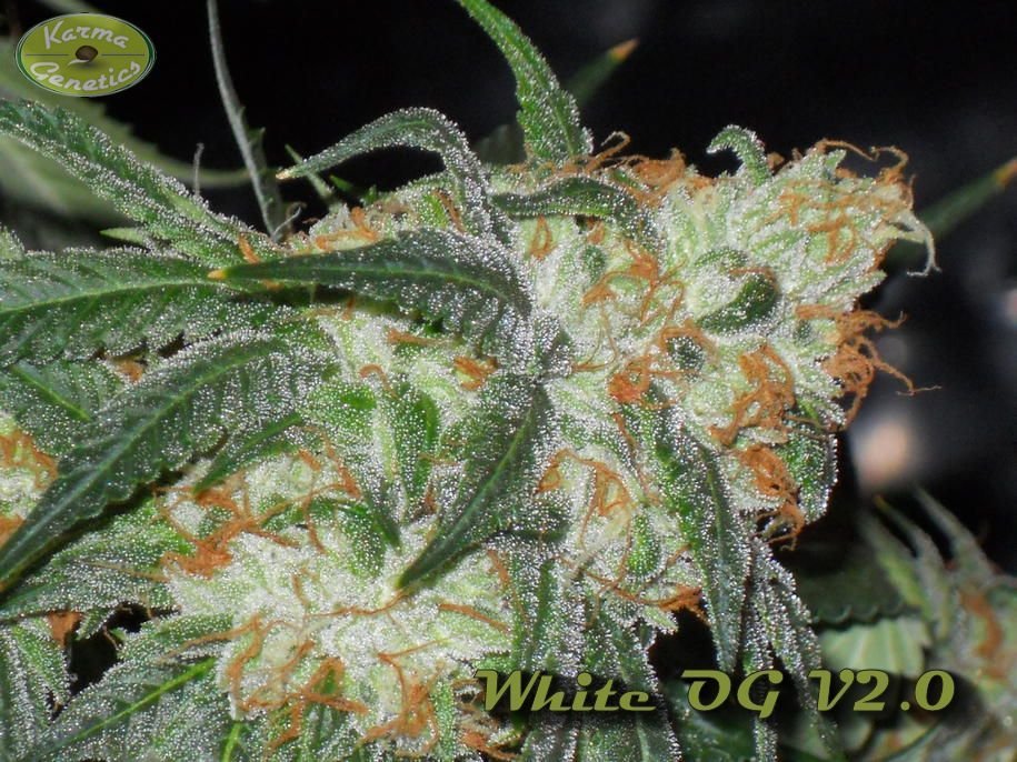 Karma Genetics - White OG (fem.)