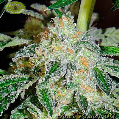 Karma Genetics - Sour Power OG (reg.) 06067
