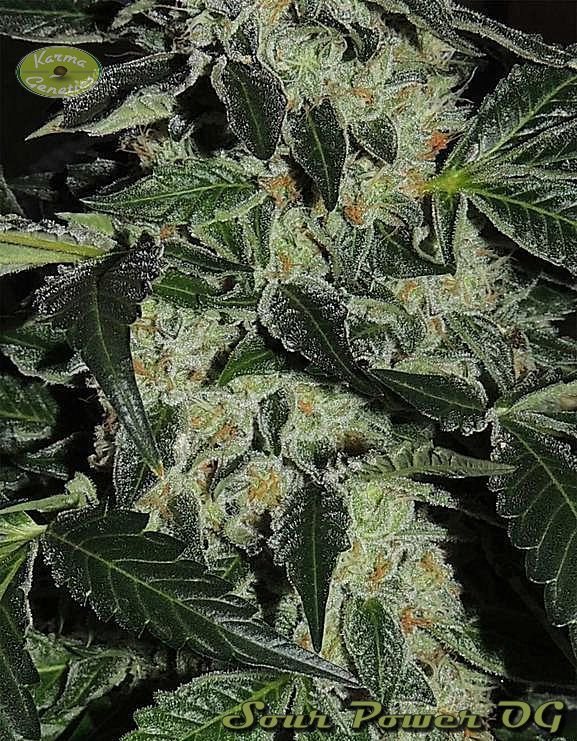 Karma Genetics - Sour Power OG (reg.)