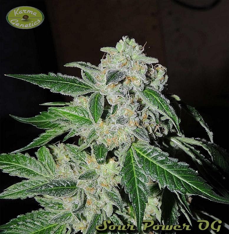 Karma Genetics - Sour Power OG (reg.)