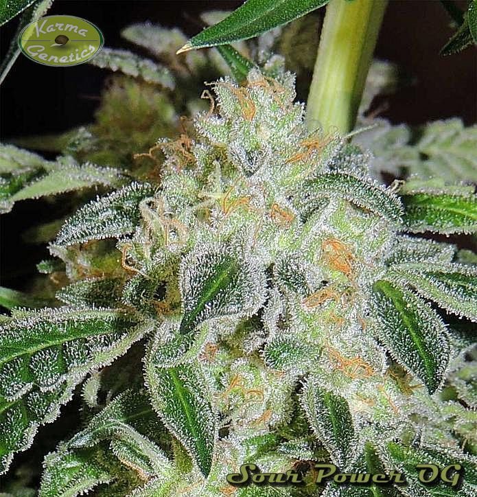 Karma Genetics - Sour Power OG (reg.)